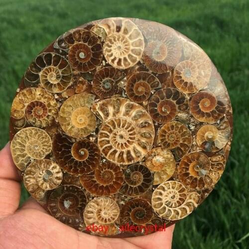 45-700g madagascar fossils iridescent ammonite natural stones and minerals specimen