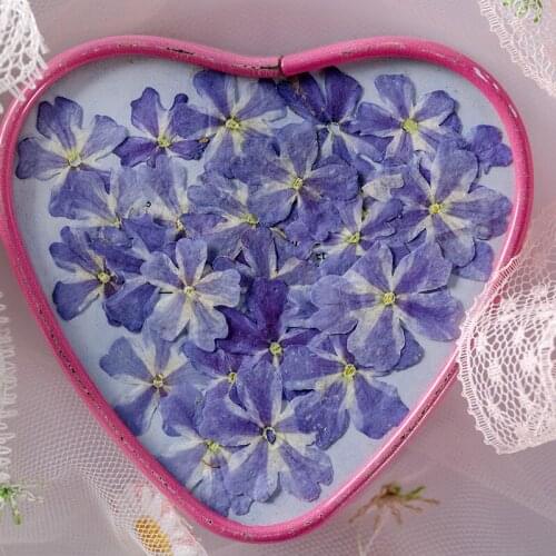 250pcs Pressed Dried Flower Verbena hybrida Voss Herbarium For Epoxy Resin Jewelry Bookmark Phone Case Makeup Nail Art Craft DIY