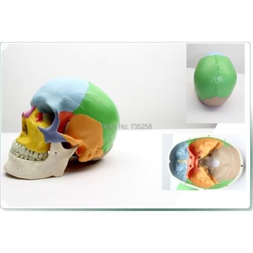 Skull Bony Separation Model,Advanced Color Model of The Skull,1:1 Simulation Skull Model
