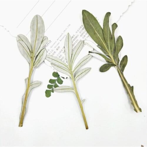 100pcs Pressed Dried Gazania rigens Moench Leaves Plant Herbarium For Jewelry Postcard Invitation Card Phone Case Bookmark DIY