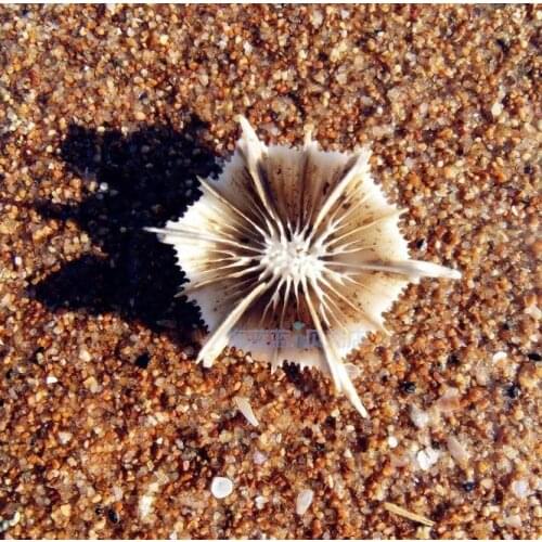 Specimen collection Sea conch Furnishing Marine Decoration Conch Natural Ornaments Shell Wedding/Festival/Party Decoration