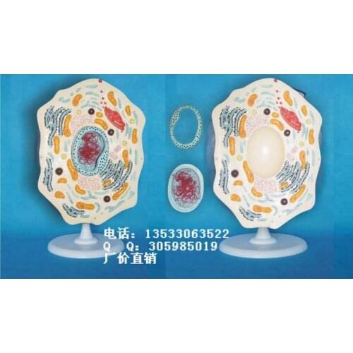Animal Cell Structure model Animal anatomy Biology Teaching Model free shipping
