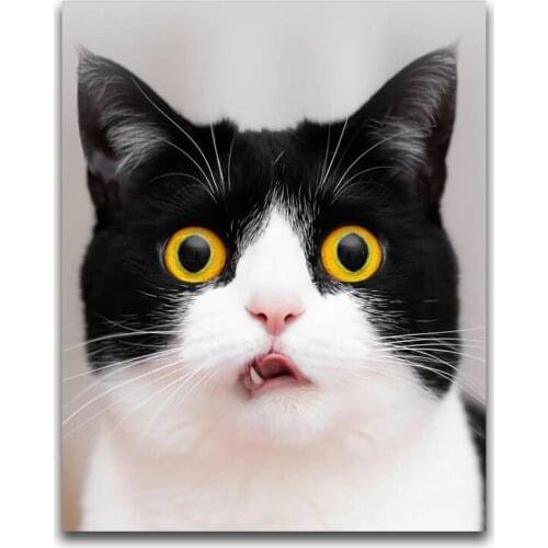 Full Round Diamond painting Animal 5D DIY Diamond embroidery Cross stitch Color art Full Square Diamond mosaic Cartoon cat