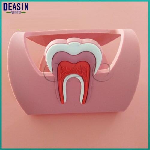 3pcs Colorful Dental Cute Card Holder Rubber Molar Shaped Name Case Display Stand