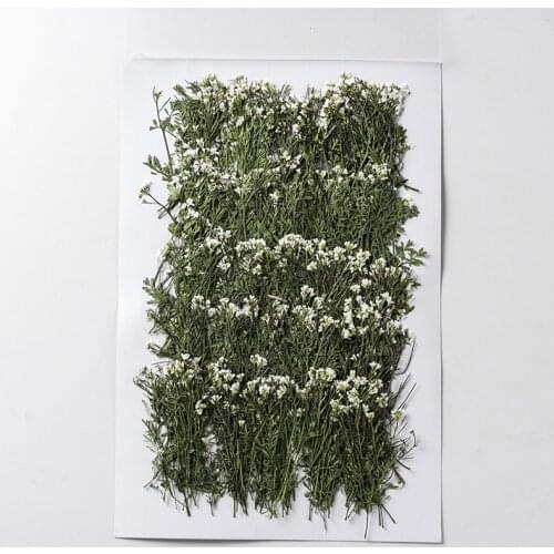 120pcs Pressed Dried Cardamine hirsuta L Flower Plants Herbarium For Epoxy Resin Jewelry Making Makeup Nail Art Craft DIY