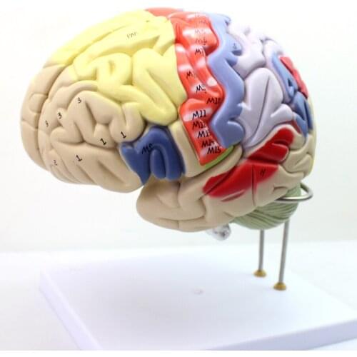 Genuine 2X enlarged version of human cerebrum nerve anatomy brain model human ventricular function distinction model