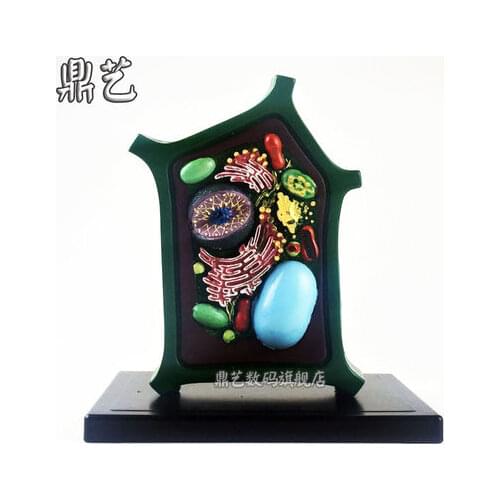 Plant cell model Biological teaching instrument teaching aids free shipping