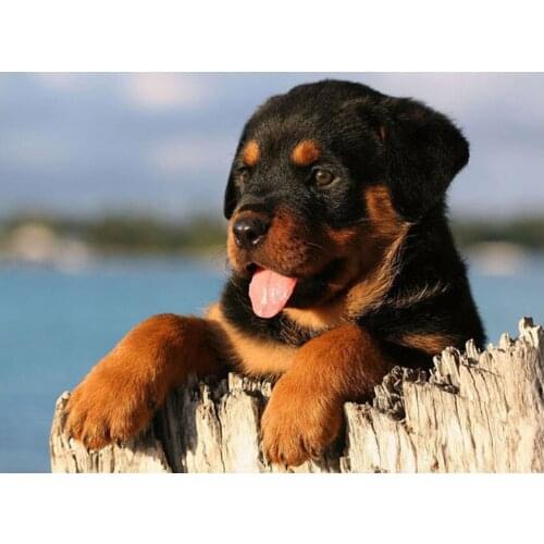 5D Cross-Stitch Kits Diamond Painting Rottweiler dog cute dog DIY Mosaic paintings Rhinestone Embroidery diamond mazayka YG1107