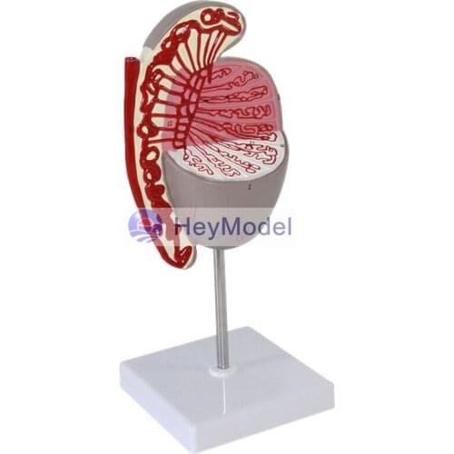 HeyModel Testicular model Male genitourinary model