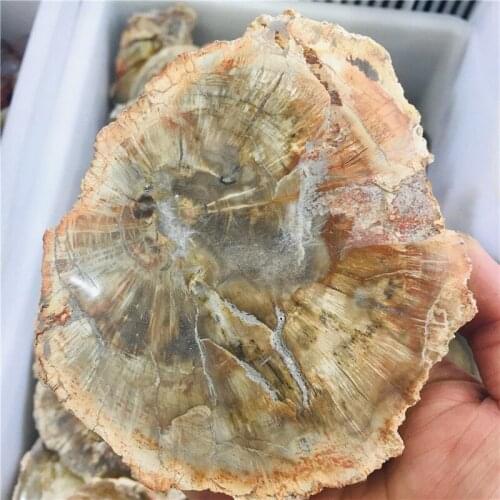 200-300g section specimens of natural crystal fossil wood