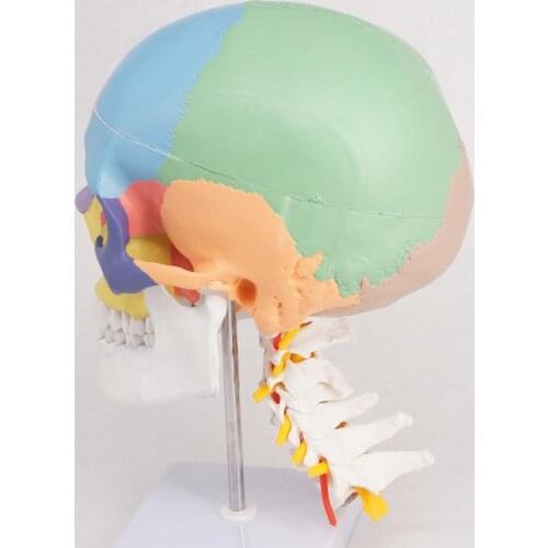 Colored Function Human Skull Cervical Vertebrae with Nerves Anatomical Didactic Models Natural Life Size