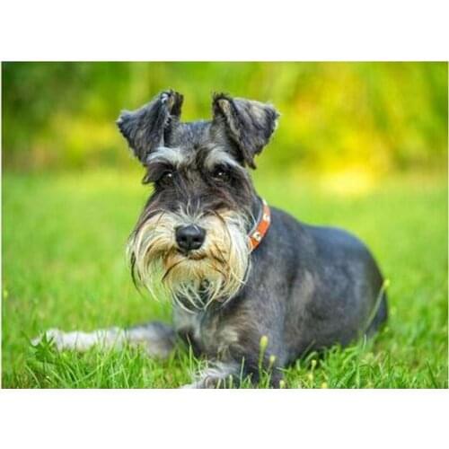 Full square diamond embroidery schnauzer Dog 5d diy diamond painting cross stitch animal Mosaic Painting Living wall art Z1293