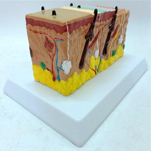 Small scale skin anatomical structure model skin layer demonstration mold skin magnifying hair growth process teaching