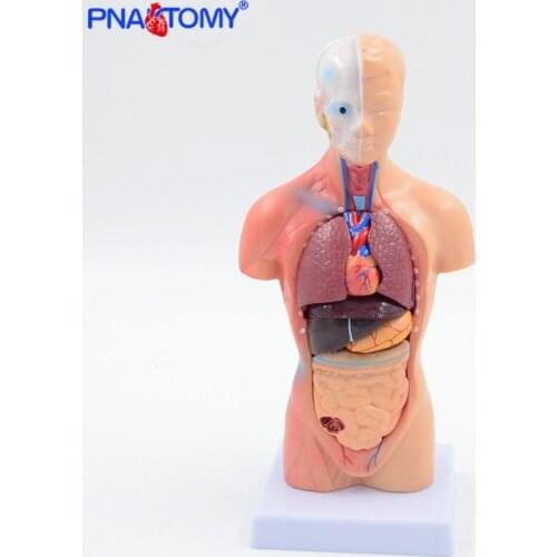 28cm human torso model internal organs brain heart stomach liver lungs urinary system anatomy tool educational equipment child