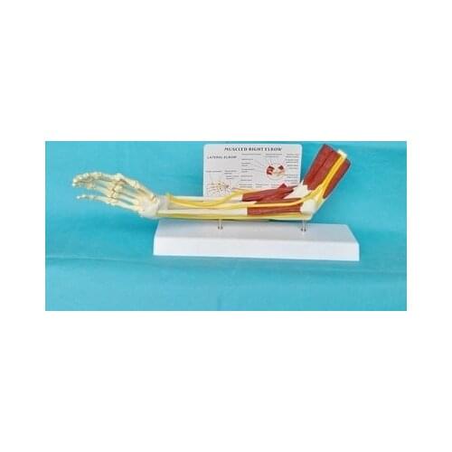1:1 Functional model of articular ligament of upper limb muscle arm Medical teaching model free shipping