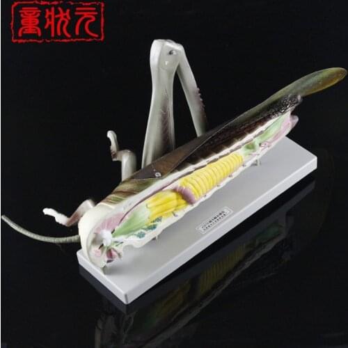 110X Enlarged Medical Puzzle Assembly Animal Insect Model Locust Anatomy Assembled Model Medical Anatomy Hexapod Assembled Model