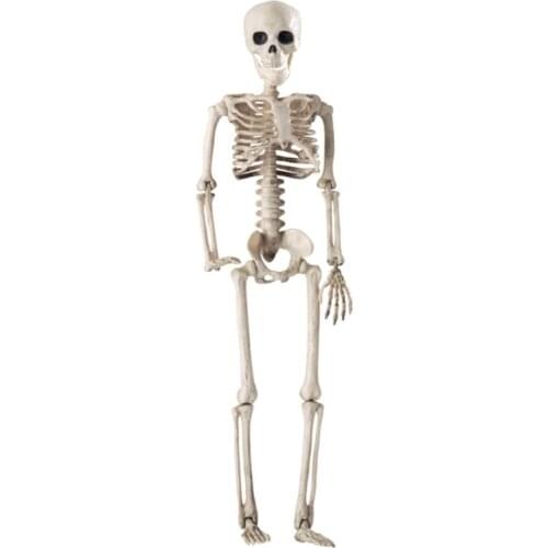 36cm Lifelike Human Bones Halloween Skull Skeleton Decoration Anatomy Model Scary Props