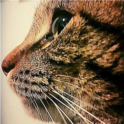 2021 5D DIY Full Square/Round Diamond Painting Animal Cat Cross Stitch Diamond Embroidery Art Kit Home Decoration Gift