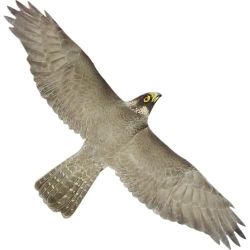 Средства борьбы с вредителями Вредителей.нет China At AliExpress