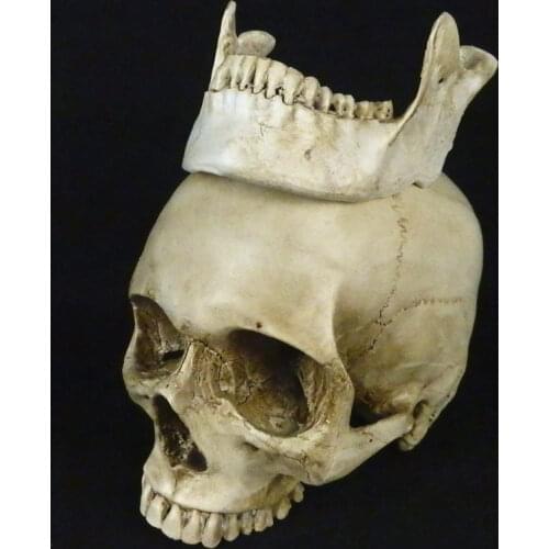 Life size Skull model human skeletal model educational model high quality decoration