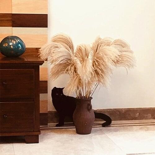 Dried Flower Reeds Flower Natural Pampas Grass Ornamental Wedding Shop Decoration Ornament Home Decor