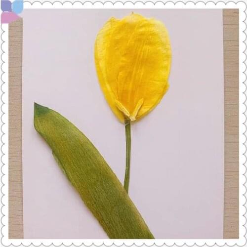 5pcs 13-15cm Natural Pressed Dried Tulips Flower Plants Herbarium For Jewelry Postcard Bookmark Phone Case Invitation Card DIY