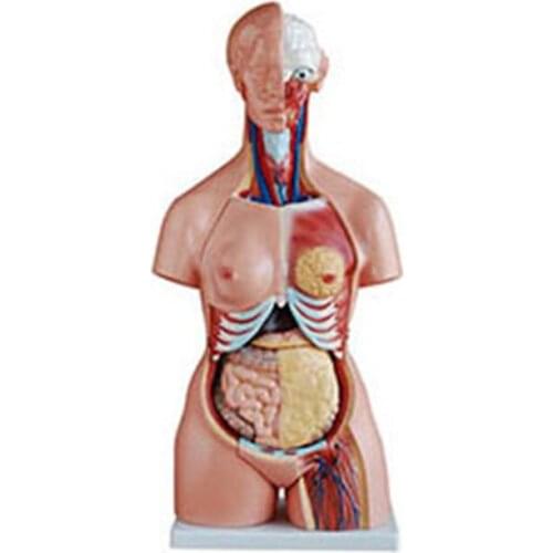 Both Sexes Torso Model (21 parts) 85cm BIX-A1036 WBW040