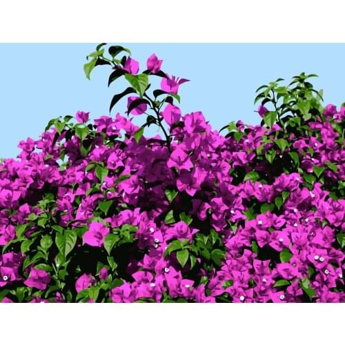 MaHuaf-i703 bougainvillea DIY painting by Numbers flowers Hand-painted canvas digital oil paintings for living room home decor