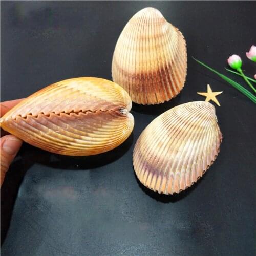 Natural Conch Shell 7-12 cm Cockles Wedding Table Decoration Specimen Conch house office decoration