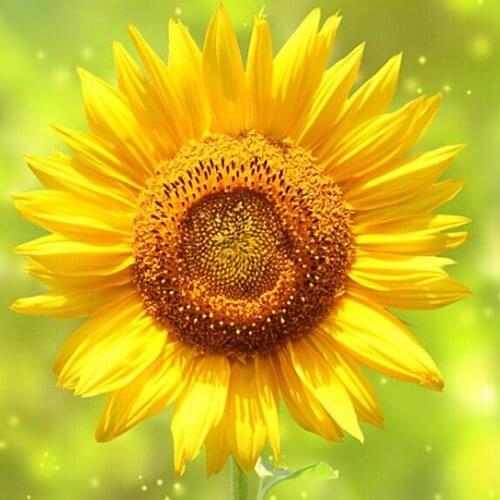 A17179 11CT/14CT/18CT/25CT/28CT Oil tea patterns Counted Cross Stitch DIY Cross Stitch Kits Embroidery Needlework Sets