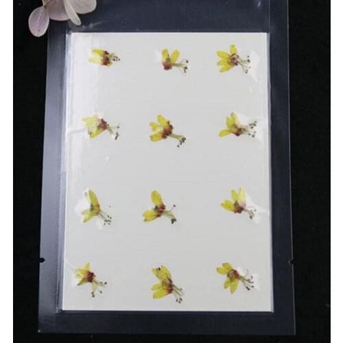 60pcs Mini 1-1.5cm Dried Pressed Cytisusscoparius Flower Plant Herbarium For Jewelry Bookmark Phone Case Scrapbook Craft DIY