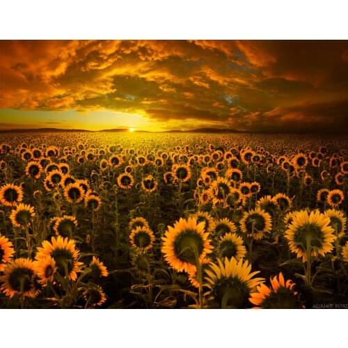 A18692 11CT/14CT/18CT/25CT/28CT tree patterns Counted Cross Stitch DIY Cross Stitch Kits Embroidery Needlework Sets