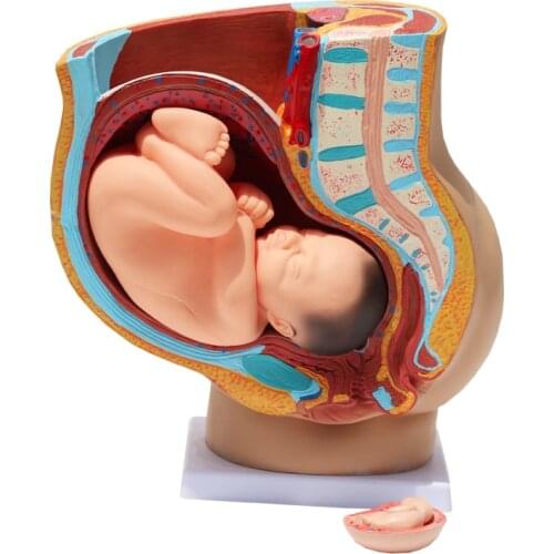 Female pelvic pregnancy nine-month fetal model pregnancy anatomical model medical teaching equipment
