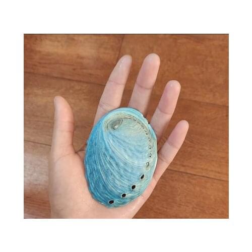 7-8 cm Blue Abalone and Shell Gorgeous Color Collection