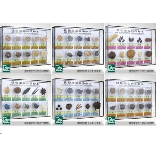 60 kinds of Plant fruit seed specimens Fruit classification Kindergarten science area teaching equipment