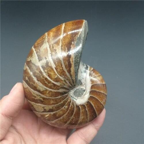 Natural Ammonite Fossil Stone Hot Sale Conch Fossil Specimen Beautiful Ammonite Fossil For Sale LA2050