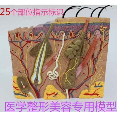 1PC 35X 50X 70X Human Anatomical Skin Subcutaneous Tissue Dissection Medical Model School Hospital Teaching Educational Supplies