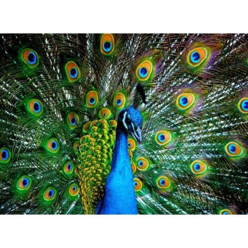 Nova Puzzle: 1000 Piece Peacock Courtship Time Adult Jigsaw-Wonderful Green Peacock Show 1000 Piece Yaoboz