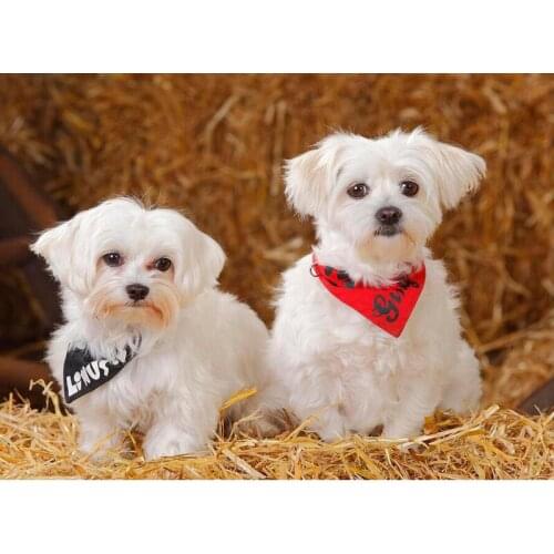 Full Square 5D DIY Diamond Painting Maltese pet dogs Diamond Embroidery Cross Stitch Rhinestone Mosaic Home Decor JS4358
