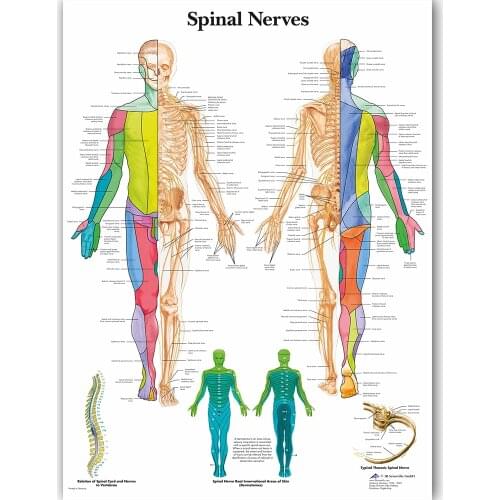 WANGART Spinal Nerves Char Poster Map Canvas Painting Wall Pictures for Medical Education Doctors Office Classroom Home Decor