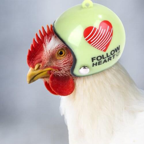 Pet Chicken Helmet Small Pet Poultry Bird Duck Headgear Hat Caps Head Protector Bird Head Helmet Pet Supplies 1 PCS New Arrival