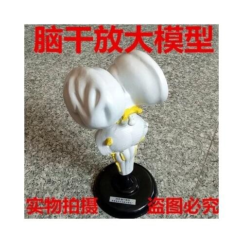 Brain stem amplification model high school biology experiment teaching instrument.free shipping