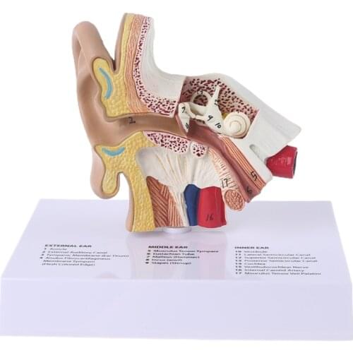 1.5 Times Life Size Human Ear Model Scientific Anatomy Teaching Supplies Anatomical Study Display Professional School Resource