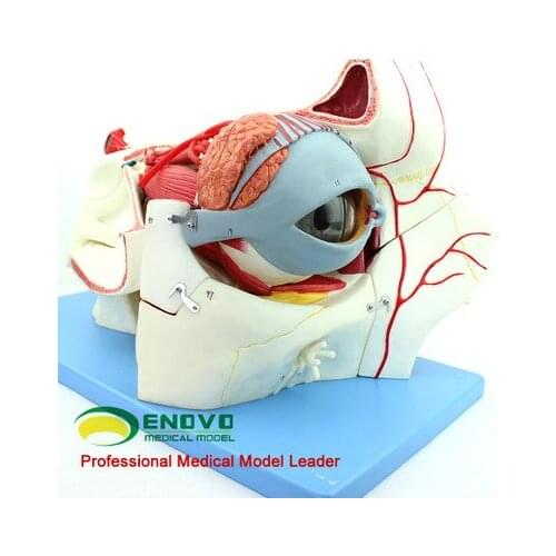 Human eye feeling anatomical orbital tissue model medical eye eyelid of lacrimal gland