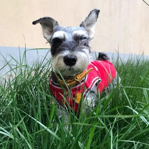 Pet Dog Sport Vest Summer Basketball Breathable T-shirt Clothes For Small Medium Dogs Pug Schnauzer Teddy Dropshipping SBC02