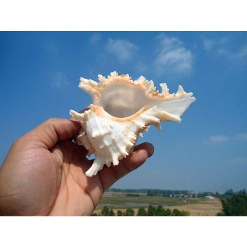 HappyKissNatural thousand screw conch shell manual screw natural platform household decorates a wall post wedding arrangeme
