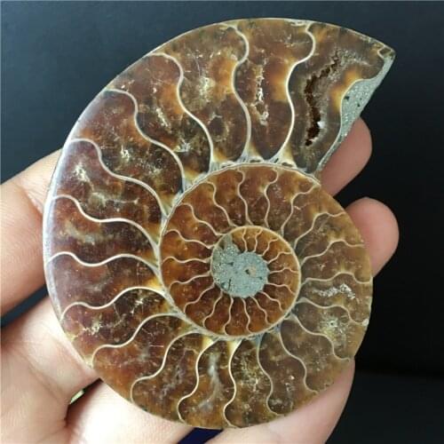 60-70mm fossils iridescent ammonite natural stones and minerals specimen