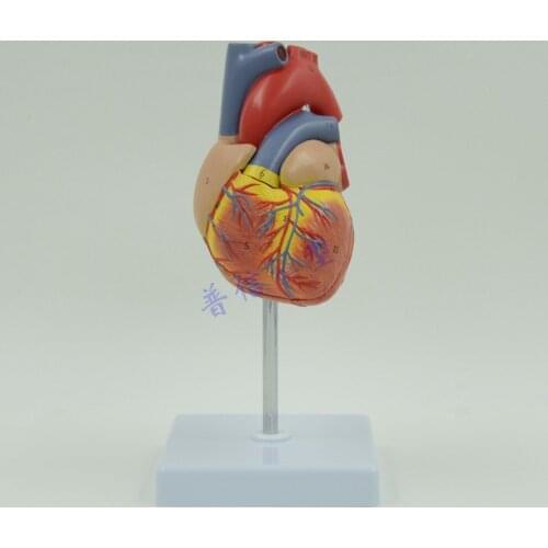 DongYun brand 1:1 human heart anatomical model Medical Science teaching supplies