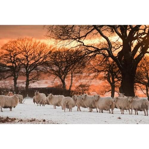 5D DIY Diamond Painting Sunset-sheep Full Square/Round 3D Diamond Embroidery Sale Pictures Of Rhinestones Home Decoration TY932