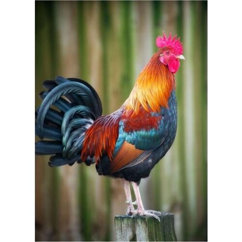 Dpsupr 5D DIY Full Square/Round Diamond painting Animal Cock Tweet Cross Stitch Kit embroidery Mosaic Decor handmade Gift